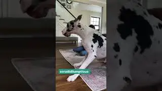 🐕 Funny Dog 🤣❣️Great Dane 🤯💥 #shorts #dogs #greatdane