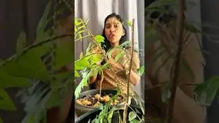 UK യിൽ തണുപ്പ് തുടങ്ങി എന്റെ കറിവേപ്പ്  എല്ലാം പോയി 🥲🥲🥲🥲 #ajfamuk  #ukmallu #oodivaaaaa