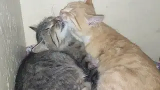 Подброшенные котята чувствуют себя как дома