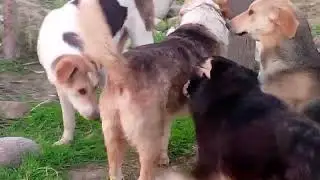 The World Angry Dogs Videos Compilation Of 2025 🐕🤪 FUNNY Animals Videos Of The Week 🔥#