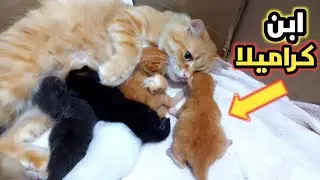 وديت ابن كراميلا عند فُلة و انصدمت من ردة فعلها قطط كيوت #cat #قطط 