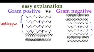 Gram positive vs Gram negative cell wall (#7)