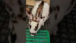 Милый пятнистый кролик 🐰🐇🧡🧡