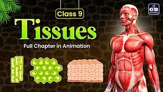 Tissues Class 9 Biology | Easy Explanation with Examples | NCERT Science Chapter 6 | GradeBooster