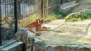 Tiger is sitting in his house | Bengal Tiger
