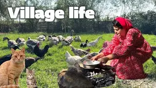 Village Life in Iran : Garden Harvest in High Mountain | Cooking Traditional Meat & Tomatoe Rice