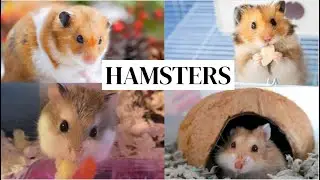 Hamsters 101: Fun Facts & Care Tips!