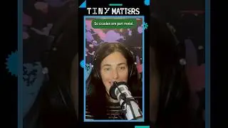 Cicadas are part metal?! | Tiny Matters clip #sciencepodcast #cicada #podcast