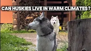 Can Huskies Live in Warm Climates? | My Experience with Huskies in Summer Heat