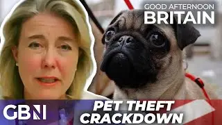 Pet theft CRACKDOWN: 'Callous criminals' who steal pets are one step closer to prison time