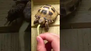 #Bolly #landschildpad #vierteen #schildpad #eten #huisdier 🐢