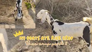 Goats feed🐐 | Goats ate rice straw🌾(English Subtitles)| Part 2