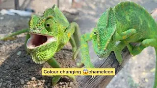 Chameleon lizard 🦎😱|| colour changing girgit #girgit #lizard #reptiles