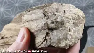 Fossilized wood XL 12cm UV 🪵 V&ouml;cklabruck 70'-80's 🇦🇹 -- www.rossminerals.com -- 🇬🇧 🇩🇪 🇨🇵 🇮🇹 🇨🇿