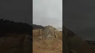scavenger bird