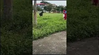 Jock or mast comedy scenes are funny 🤣 Dell garden 🏡 garden ho gaya