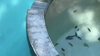 Swimming Pool Tile Repair- North Dallas, Texas