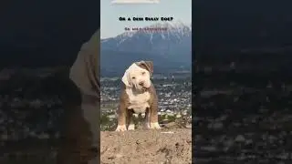 &ldquo;This FAT White Puppy Will Be EXTREMELY Dangerous 😈 | Pitbull or Desi Bully Dog?&rdquo;