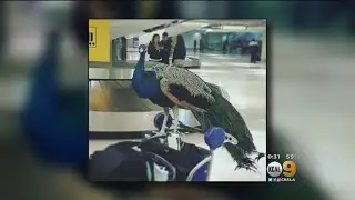 Request To Bring Peacock On A Flight As Support Animal Doesn&rsquo;t Fly