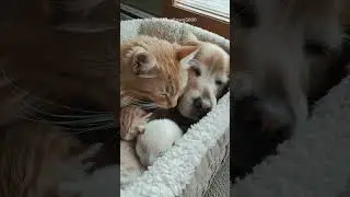 The Coziest Cuddle with Cat, Dog, & Kittens #cute