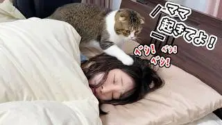 休日の深夜2時に叩き起こしてくる猫がこちらです…