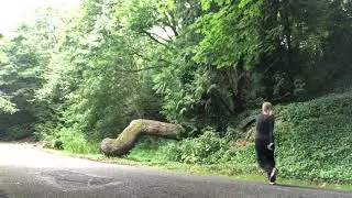 Llandover woods 3