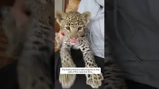 This family found a baby leopard on the side of the road #shortvideo #animalrescue