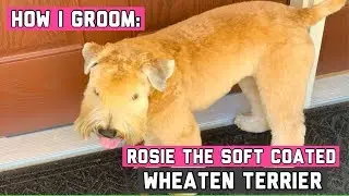 HOW I GROOM ROSIE THE SOFT COATED WHEATEN TERRIER