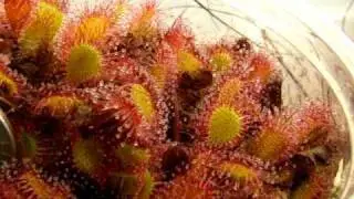 Drosera x obovata 'Ivan's Paddle'