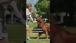 Why Do Dogs Love Fetch? | Total Pet Tales | #dogs #pets #fetching #fetch #training #dogtraining