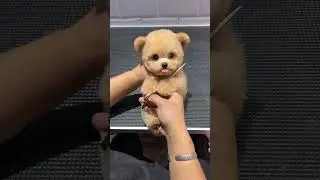 Whose teddy bear is this? It&rsquo;s so cute and so cute that it exploded. Cute pet daily record. Champag