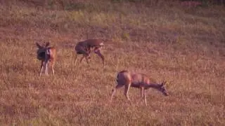 Slow motion shot of three deer in a field.