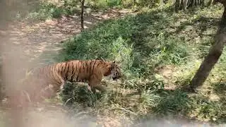 Bannarghetta Zoo Safari || Tiger