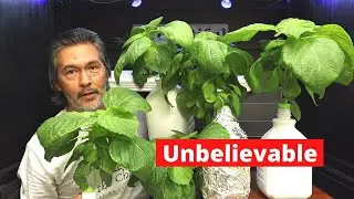 True Set It and Forget It Gardening, Easy DIY Hydroponics