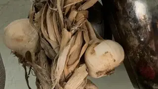 Growing garlic for beginners to harvest late spring 2026