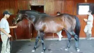 Malibu Moon - Spendthrift Thoroughbred Stallion - August 2014