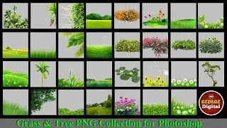 Grass and Tree PNG file collection for Photoshop(@georgedigital6948)