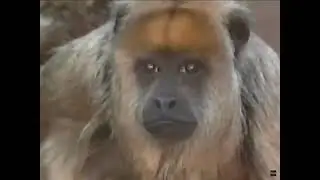 Pbs nature funding credits (with the living edens music)