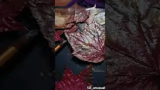 Maple leaf DIY idea 🍁 #creative #diy #painting #motivation