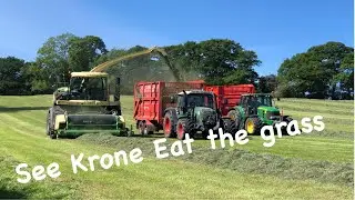 See krone eat the grass