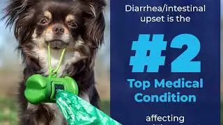 Say Goodbye to the Funk! 🧻 Glandex Wipes for a Fresh Pup