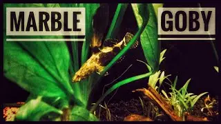 #MARBLEGOBY #NEWFISH #FISHKEEPING Feeding and new fish.........