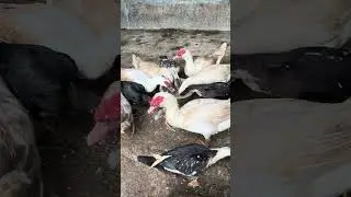 #peternakayamkampung ngasih pakan menthok di Pekalongan 