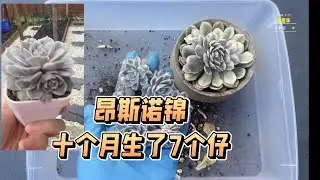 【多肉植物】昂斯诺锦种了10个月，居然一直没服盆😅￼还生了7个小仔￼，太好养了。