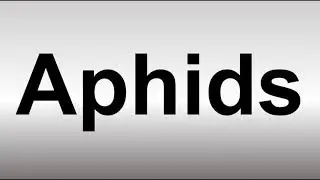 How to Pronounce Aphids