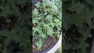 First Garden Tour, Fall 2021