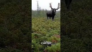 Огромный лось!