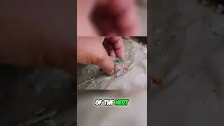 Baby Bird Rescue  Saving a Tiny Life!