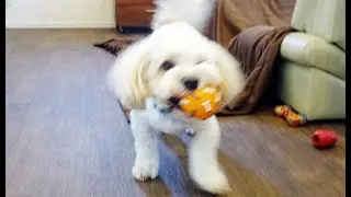 キャバションのクッキー「キャッチボールができるように～♪」