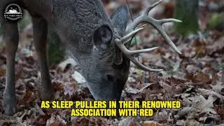 Unveiling the Wonders of Reindeer: Remarkable Adaptations and Sensory Marvels | Real World Animal